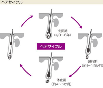 hair cycle.jpg